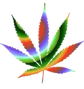 Cannabis2 Cannabis2