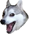 SCC_PunDog