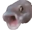 pogfish