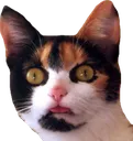 st_CatWeird
