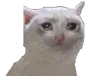 cat_sadparty