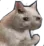 cat_cry