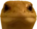 lizard