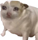 smolsadcatconcern