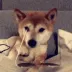 DogsOfDiscord_2_SunglassesHyperr DogsOfDiscord_2_SunglassesHyperr