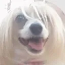 happydoggo