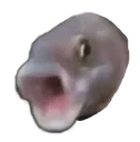 pogfish