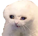 cattocrynooo