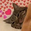 sleepycat
