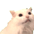 CattoScream Discord Emoji