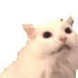 CattoScream CattoScream