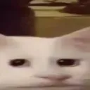 bruhcat bruhcat