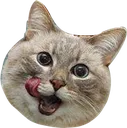 lickycat_devcord