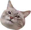 displeasedcat_devcord