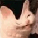 cat_dent cat_dent