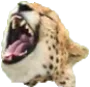 riffLul riffLul