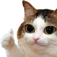 CattoThumb
