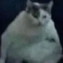 sittingcat