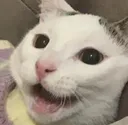 Cat Surprised catSurprised Discord Emoji