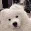 CE_DoggoConfused