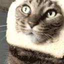 CE_CattoBread CE_CattoBread