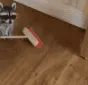 CE_SweepingRaccoon