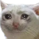 sadcat