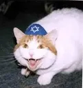AngeryJewishCat