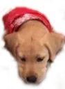 sukipouts