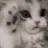 :cute_cat: cute_cat