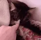 CE_SleppyCatto CE_SleppyCatto