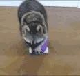 CE_Raccoon8