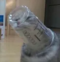catpuccino