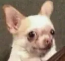 bigaeh