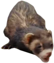 ferret ferret