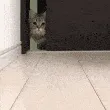 catcurious