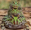 FM_frog