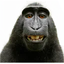 youMONKEY