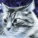 suspiciouscat