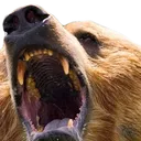 angrybear