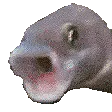 pogfish
