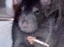 smokerat smokerat