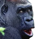 POGorilla