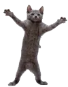 CatVibe