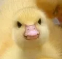 duckymad duckymad