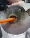 Aeugh