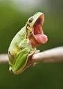 frogscream
