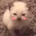 Catuwu