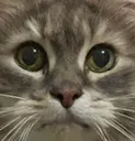 stare_concerned