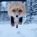 foxhi